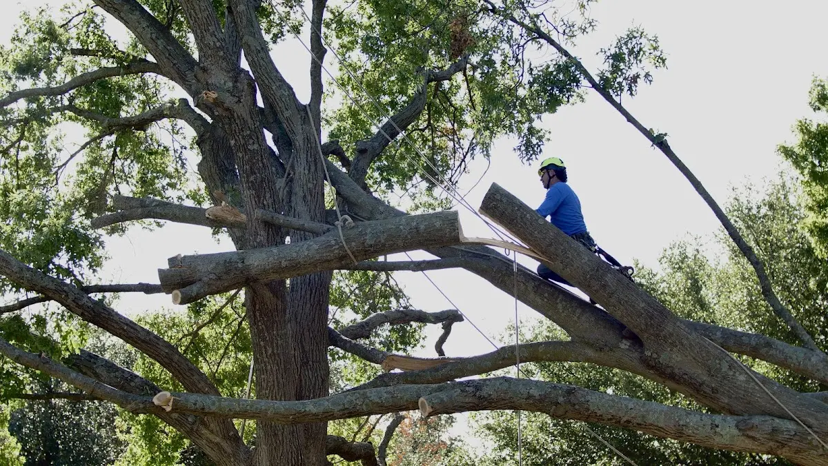 Professional Crown Thinning performed by certified arborists in Fowlerton